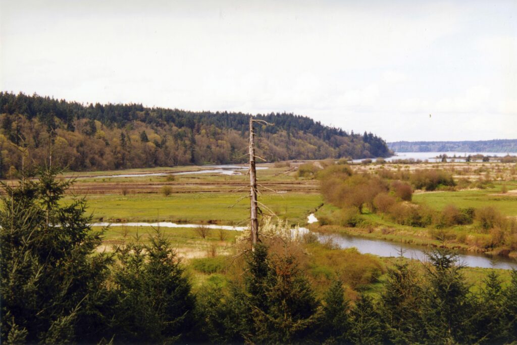 Photo of the Nisqually river delta showing a pine tree, bare of needles, in the center of the image.
